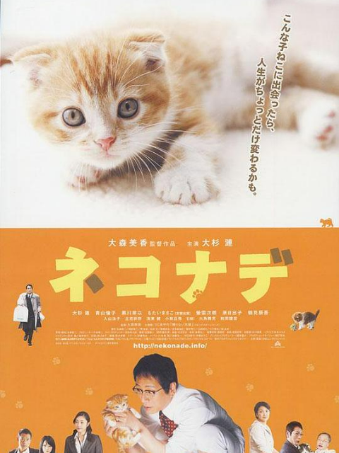 小猫奇缘